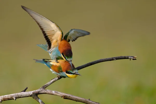 Comedor Abelhas Acasalamento Merops Apiaster — Fotografia de Stock