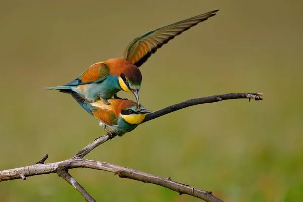 Bee Eater Mating Merops Apiaster — Stock Photo, Image