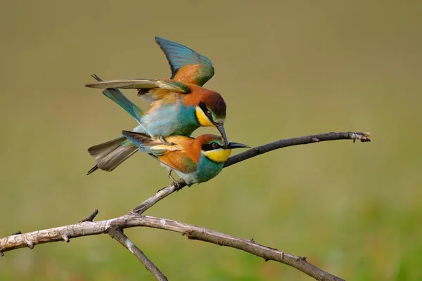 Comedor Abelhas Acasalamento Merops Apiaster — Fotografia de Stock