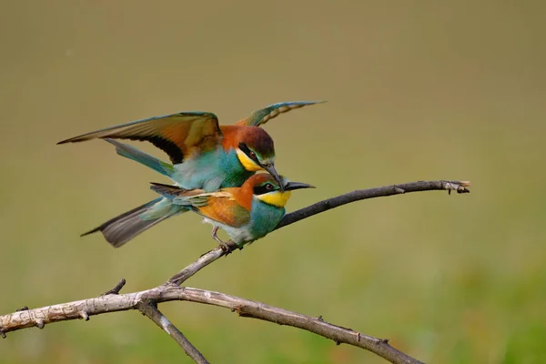 Comedor Abelhas Acasalamento Merops Apiaster — Fotografia de Stock