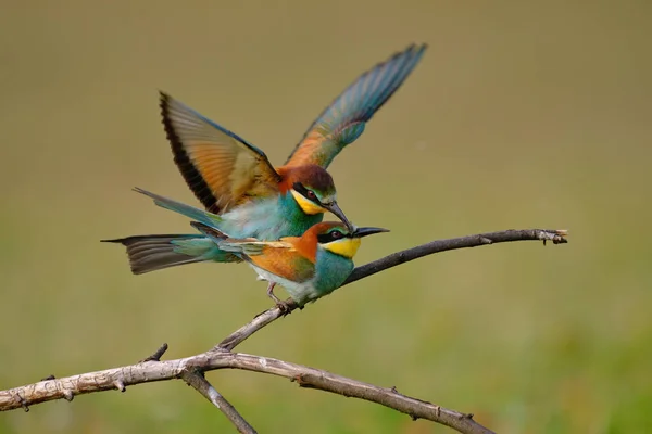 Comedor Abelhas Acasalamento Merops Apiaster — Fotografia de Stock