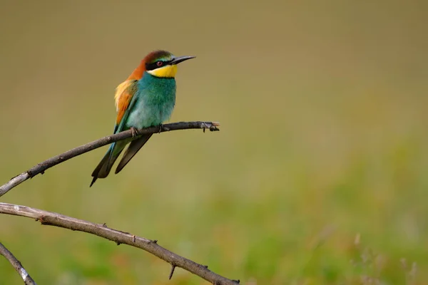 Biätare Merops Apiaster — Stockfoto