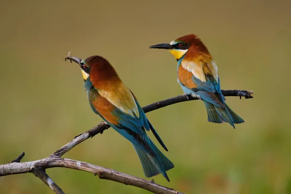 Comedor Abelhas Merops Apiaster — Fotografia de Stock