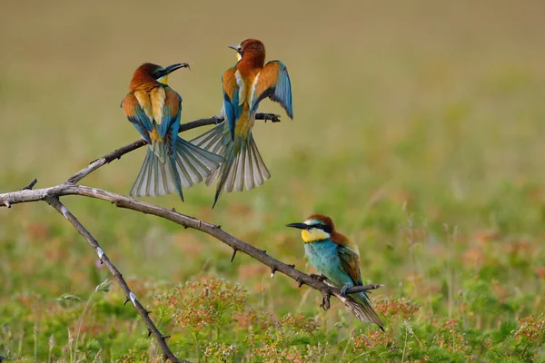 Comedor Abelhas Merops Apiaster — Fotografia de Stock