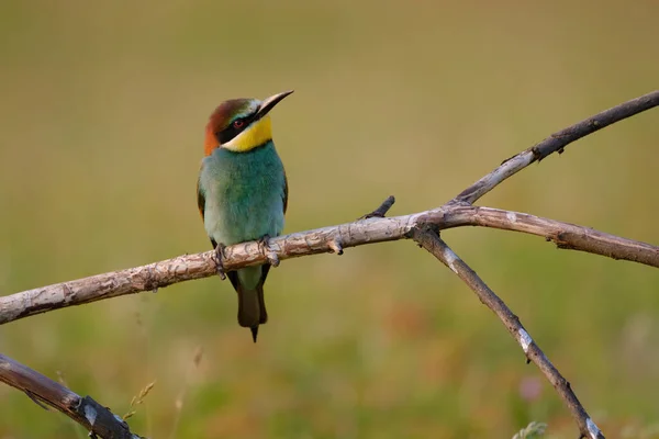 Comedor Abelhas Merops Apiaster — Fotografia de Stock