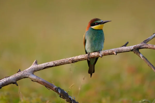 Mangeur Abeilles Merops Apiaster — Photo