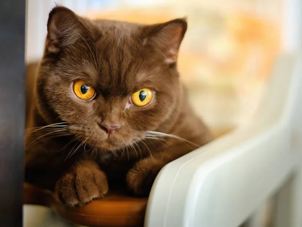 Británico Taquigrafía Gato Retrato — Foto de Stock