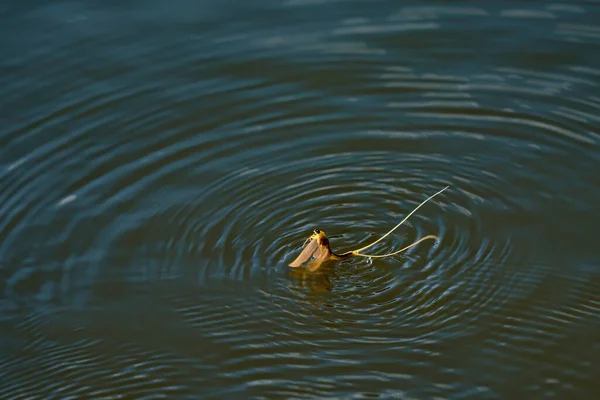 Tisza Mayfly Palingenia Longicauda Unikt Naturfenomen Ungern — Stockfoto