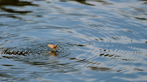 Tisza Mayfly Palingenia Longicauda Uniek Natuurfenomeen Hongarije — Stockfoto