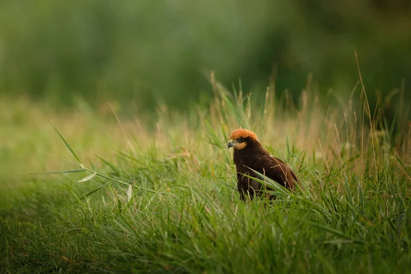 Západní Bahenní Harrier Trávě — Stock fotografie