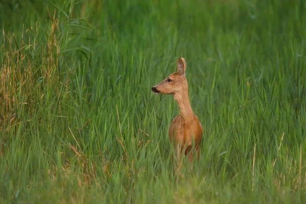 Venado Huevas Pradera —  Fotos de Stock