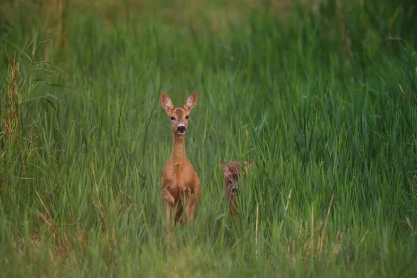 鹿和小鹿 — 图库照片