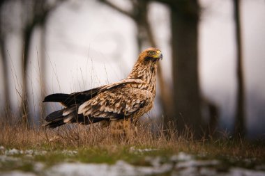 Doğu İmparatorluk Kartalı yerde.