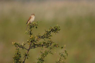 Kırmızı sırtlı dişi ördek, dalda Lanius Collurio.