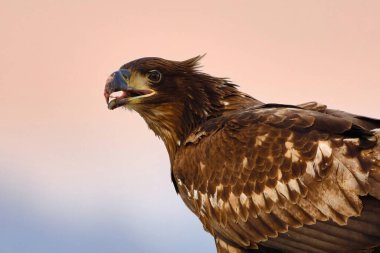 Beyaz kuyruklu kartalın fotoğrafı - Haliaeetus albicilla