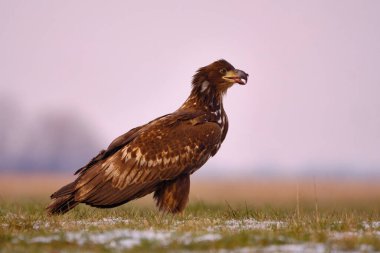Beyaz kuyruklu kartalın fotoğrafı - Haliaeetus albicilla