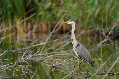 Gri Heron - Ardea Cinerea