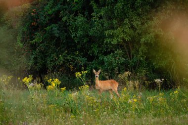 Çayırda duran dişi geyik.