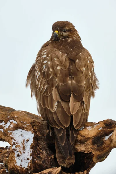 Běžný Krkavec Bute Buteo — Stock fotografie