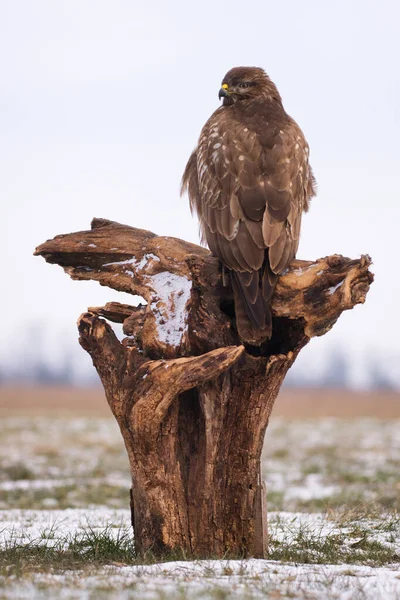 Běžný Krkavec Bute Buteo — Stock fotografie