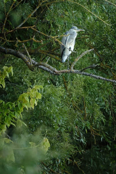 Garza Gris Ardea Cinerea —  Fotos de Stock