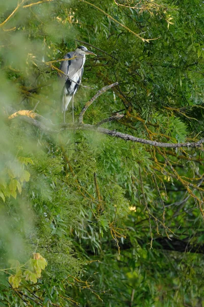 Gri Heron Ardea Cinerea — Stok fotoğraf