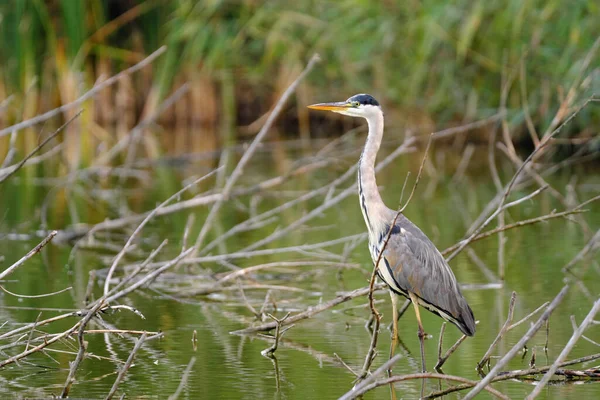 Gri Heron - Ardea Cinerea