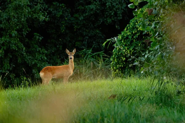 雌鹿站在草地上 — 图库照片