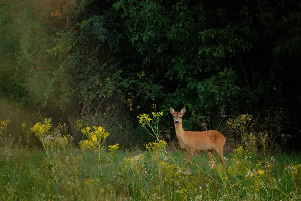 牧草地に立つ雌のライチョウ — ストック写真