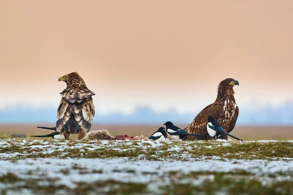 Kartal Mparatorluk Kartalı Kuyruklu Kartal Stok Fotoğraf