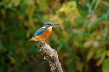 Nehrin üzerinde tünemekte olan sıradan bir balıkçı