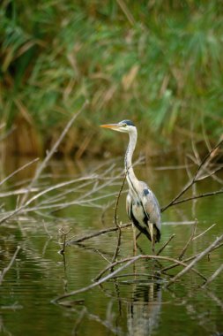 Gri Heron - Ardea Cinerea