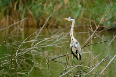Gri Heron - Ardea Cinerea