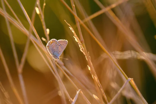 Common Blue Butterfly Polyommatus Icarus — Stock Photo, Image