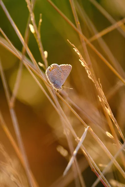 Borboleta Azul Comum Polyommatus Icarus — Fotografia de Stock