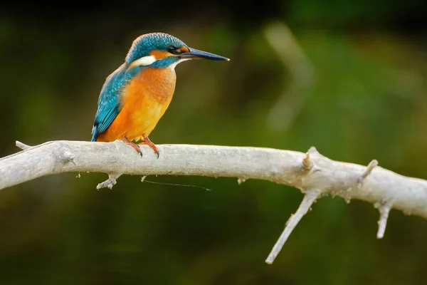 Common Kingfisher Perching River — Stock Photo, Image