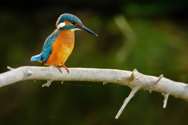 Common Kingfisher Perching River — Stock Photo, Image