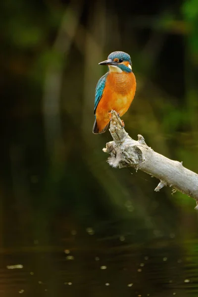 Eisvogel Thront Über Dem Fluss — Stockfoto