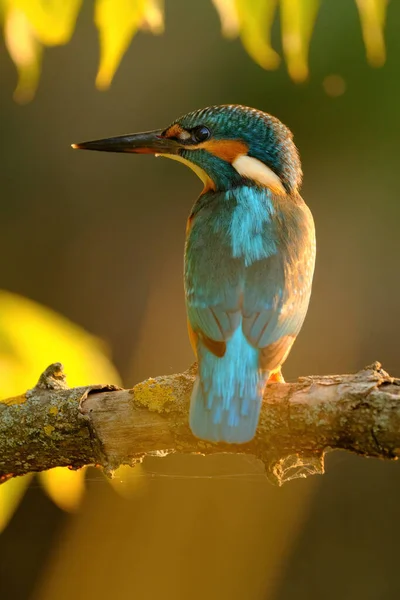 Common Kingfisher Perching River — Stock Photo, Image