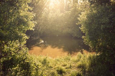 bir havuzda ağaçların yansıması
