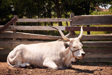 Açık havada yalan boğa