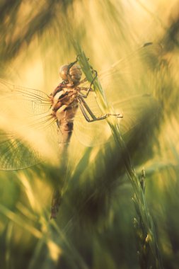 Yusufçuk tesisi yakın çekim
