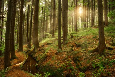 Güzel rüya gibi orman