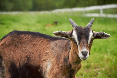 Keçi bir çayır üzerinde kapat