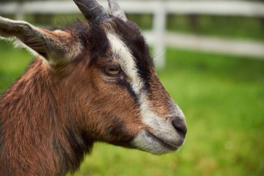 Keçi bir çayır üzerinde kapat