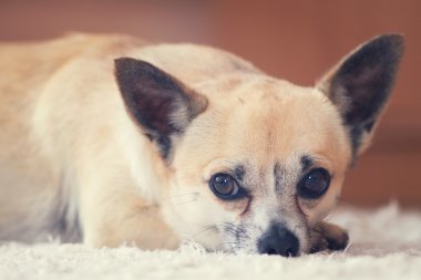 Chihuhua köpek yakın çekim