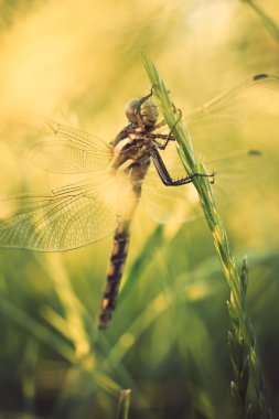 Yusufçuk tesisi yakın çekim