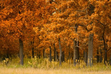 Güzel sonbahar ormanı