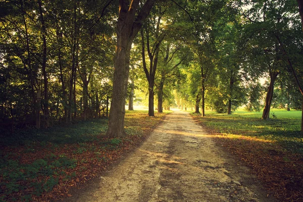 Solens strålar och träd — Stockfoto