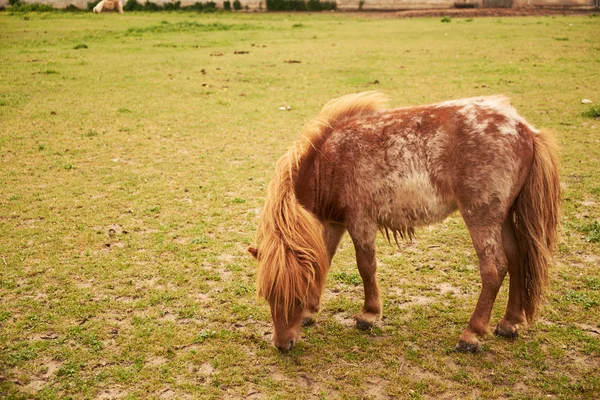 Koně pasoucí se na louce — Stock fotografie